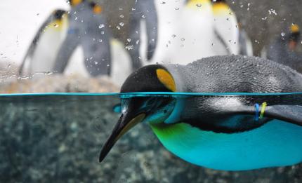 A penguin in water