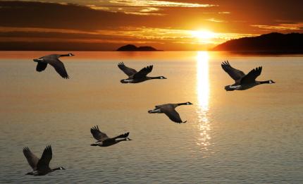 Birds flying in formation