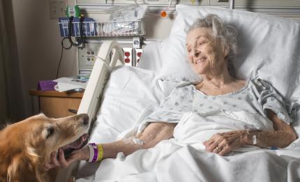 A therapy dog visiting a patient in hospital