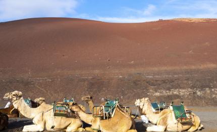 camels in the desert