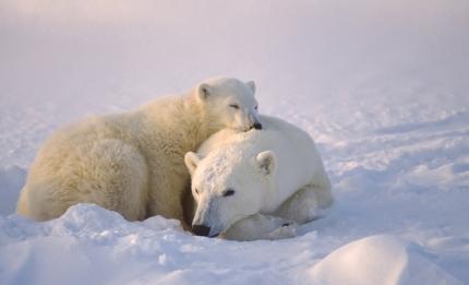 two polar bears sleeping in the snow