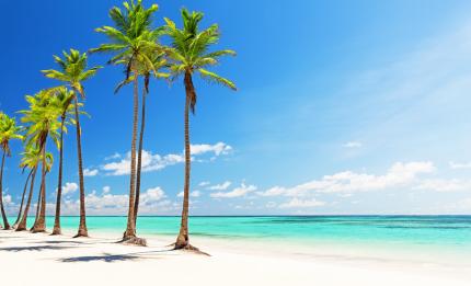 Beach and palm trees