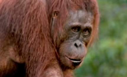 Video zone - Amazing DIY orang-utans