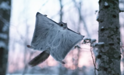 Baby flying squirrel takes flight