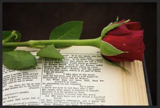 Rose bud on an open book